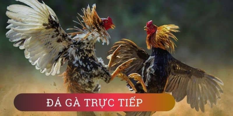 Sunwin - Trang web cá cược đá gà trực tiếp uy tín nhất